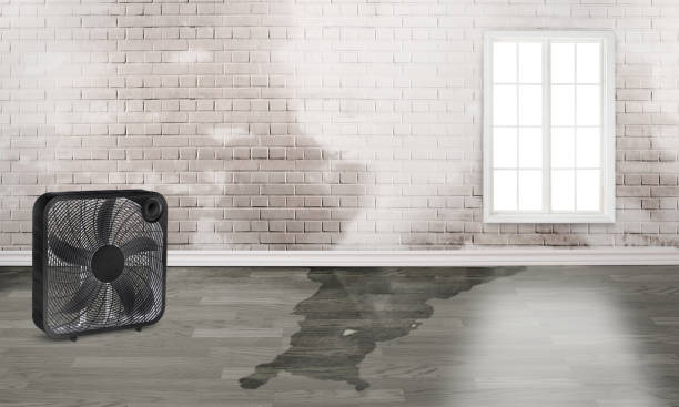 Best Flood damage cleanup  in Penitas, TX